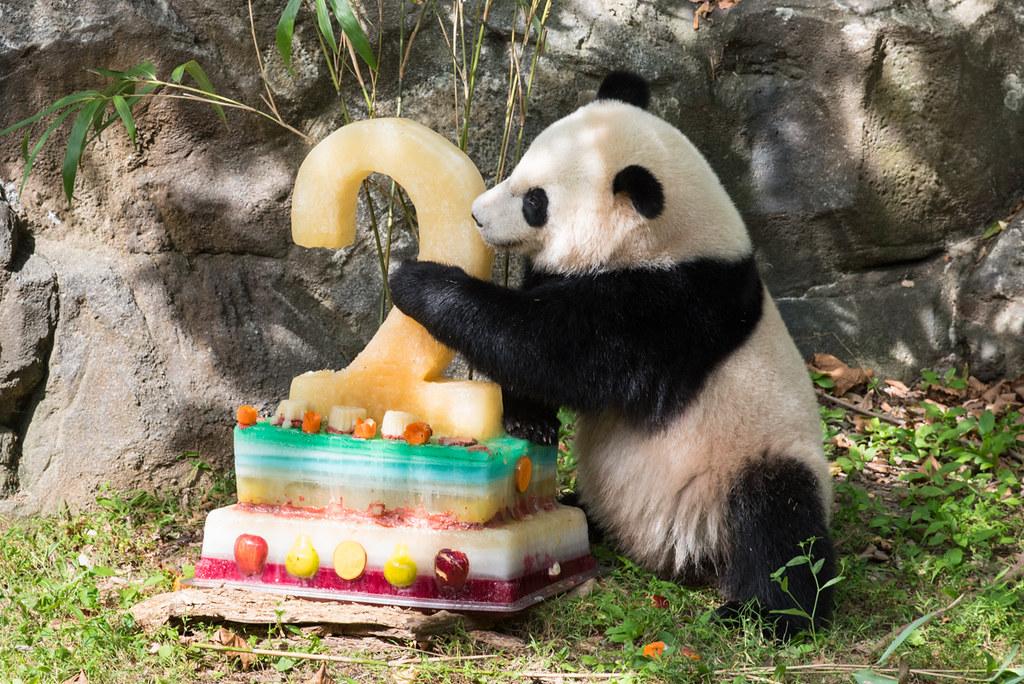 У панды Bao Bao День Рождения
